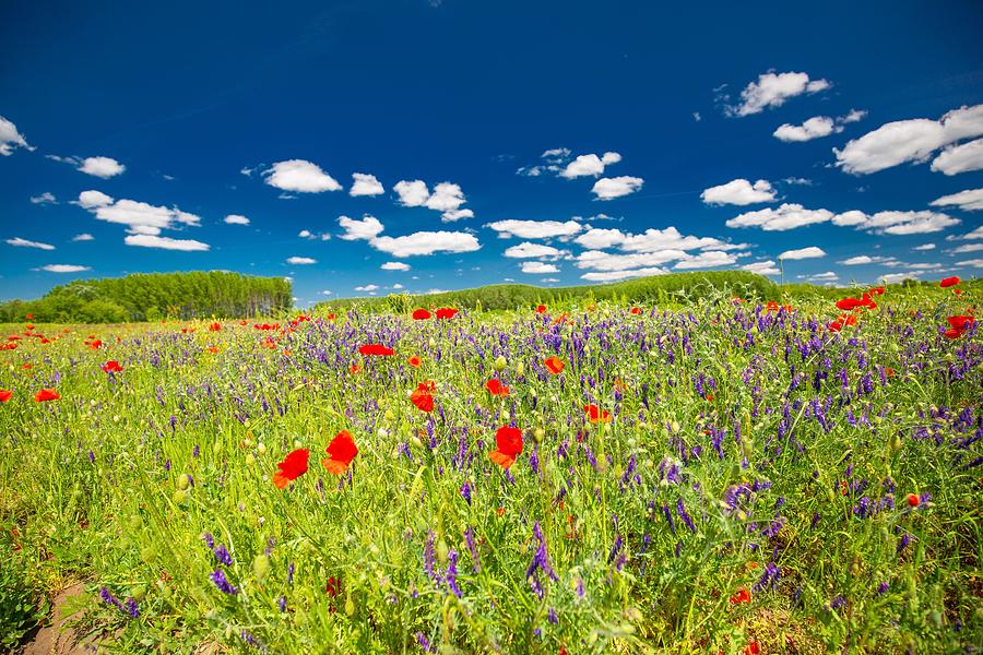 Nature Photograph - Beautiful Summer Meadow Nature. Spring #2 by Levente Bodo