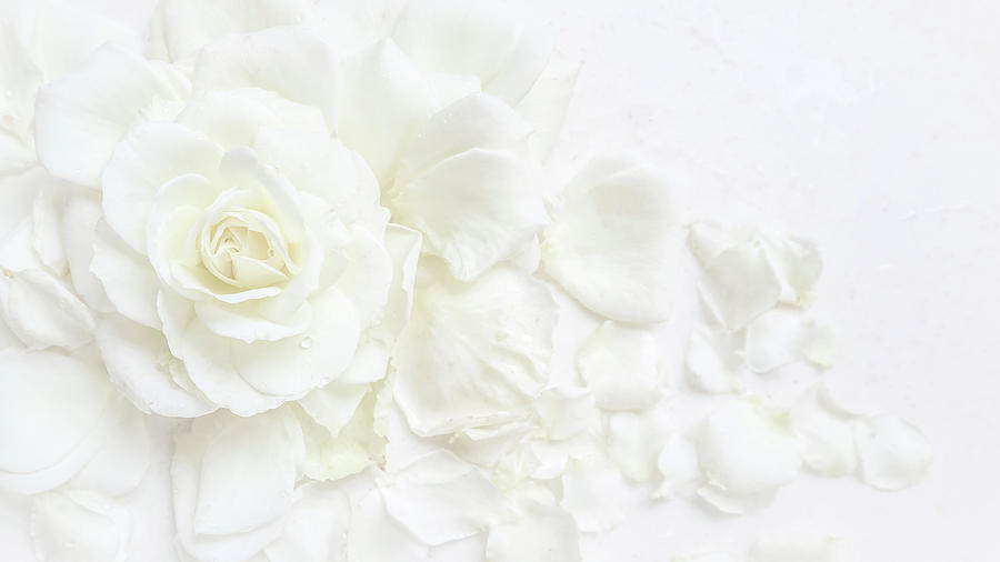 Beautiful white rose and petals on white background. Ideal for g Photograph  by Ola Yola - Fine Art America