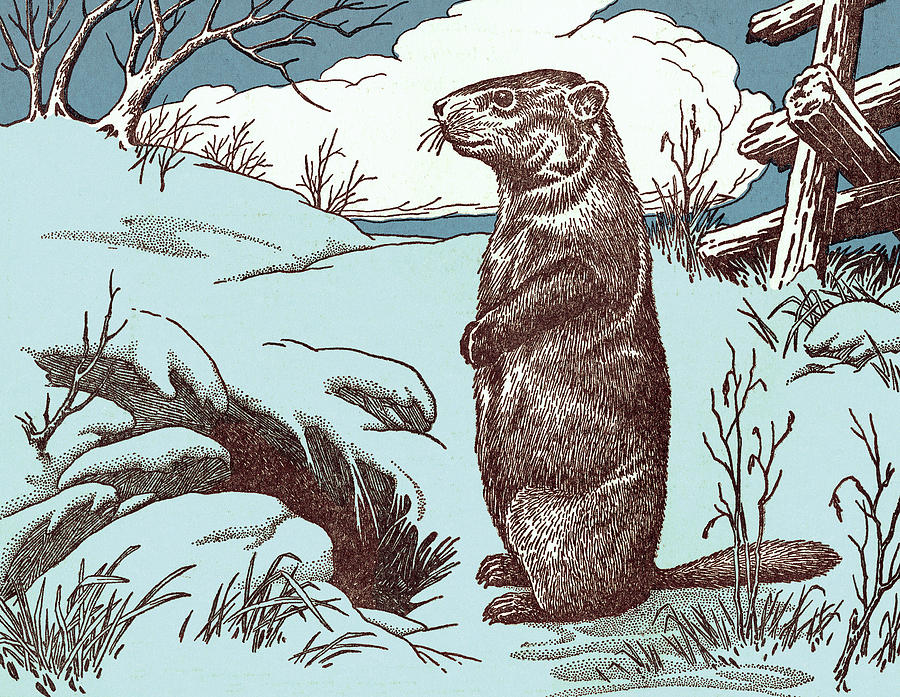 Beaver #2 Drawing by CSA Images Beaver #2 Drawing by CSA Images