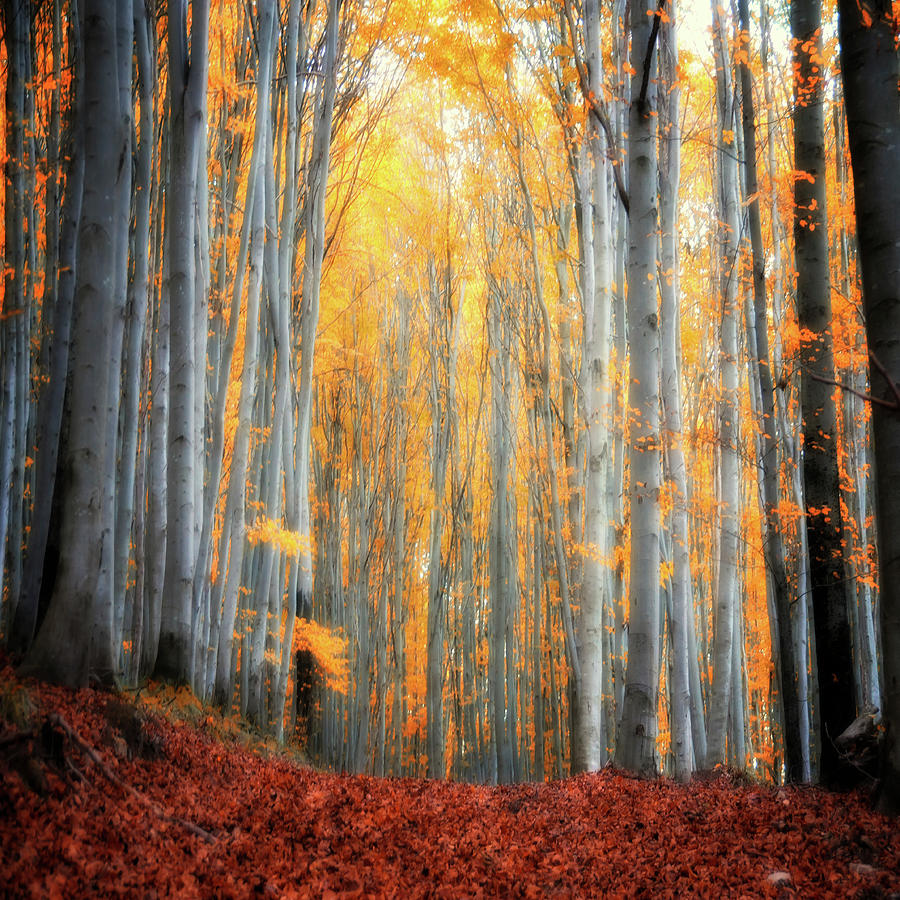 Beech Forest In Autumn #2 Photograph by Philippe Sainte-laudy Photography