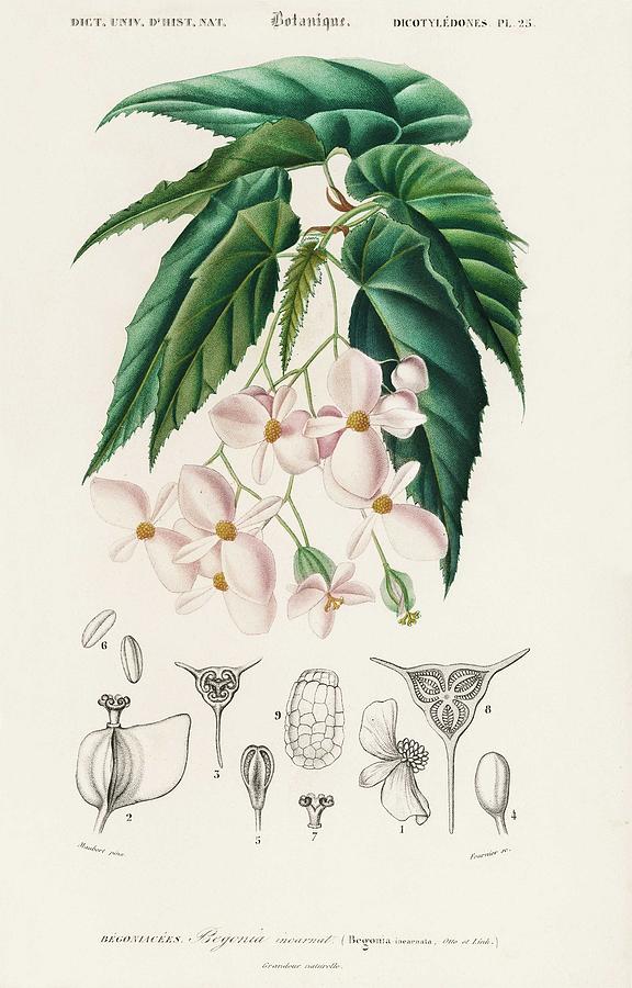 Nature Painting - Begonia  Begonia incarnata illustrated by Charles Dessalines D  Orbigny  1806-1876  #2 by Celestial Images