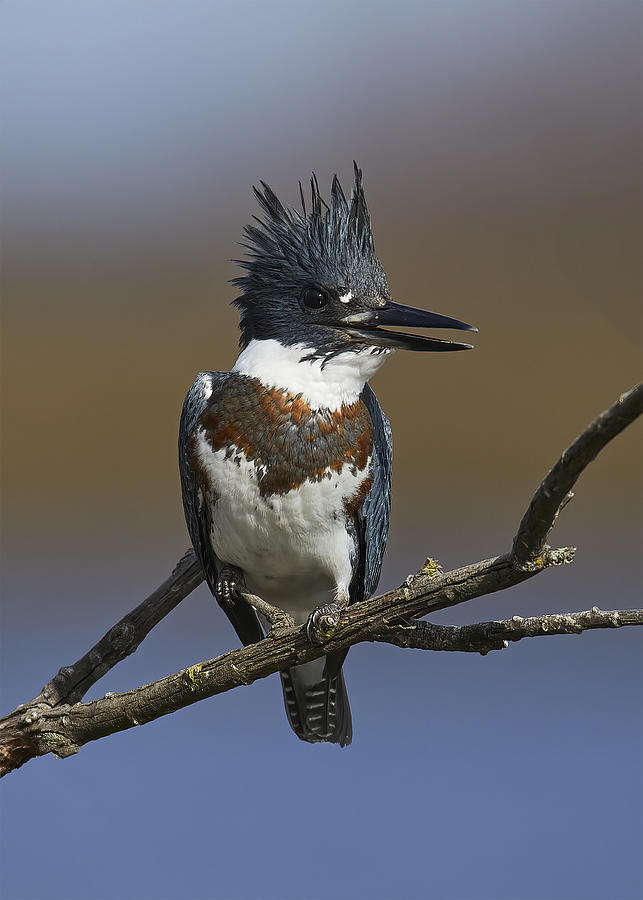 Kingfisher Photograph - Belted Kingfisher #2 by Johnny Chen