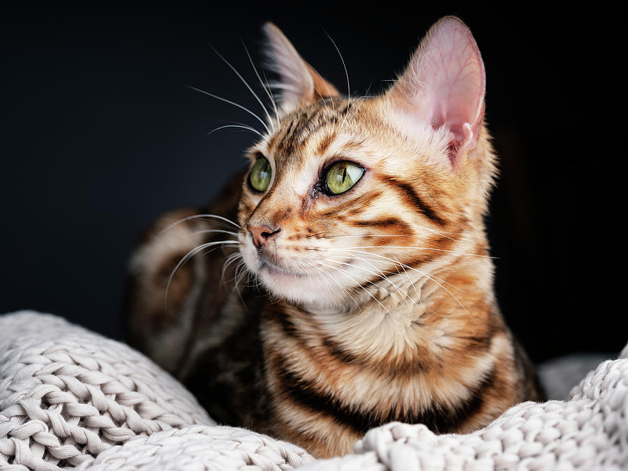 Bengal Cat Portrait Photograph