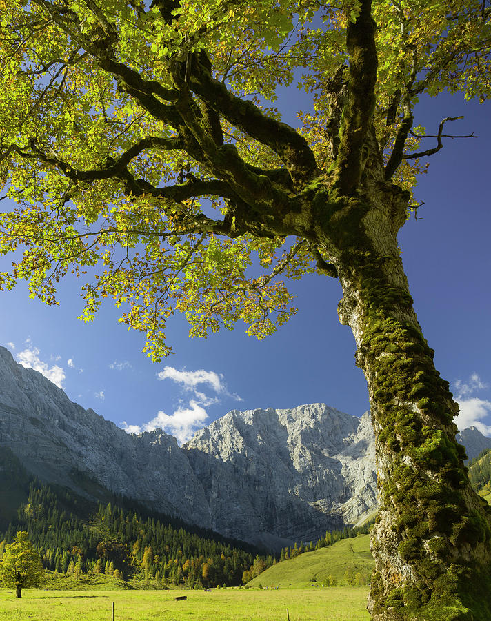 Bergahorn, Spritzkarspitze, Great Ahornboden, Engalm, Karwendel, Tyrol ...