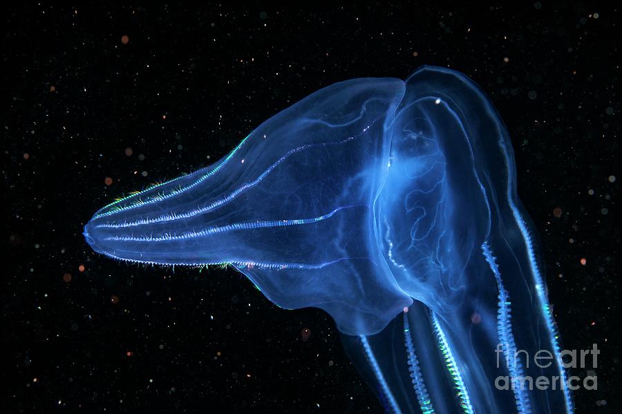 Beroe Comb Jelly Feeding Photograph by Alexander Semenov/science Photo ...