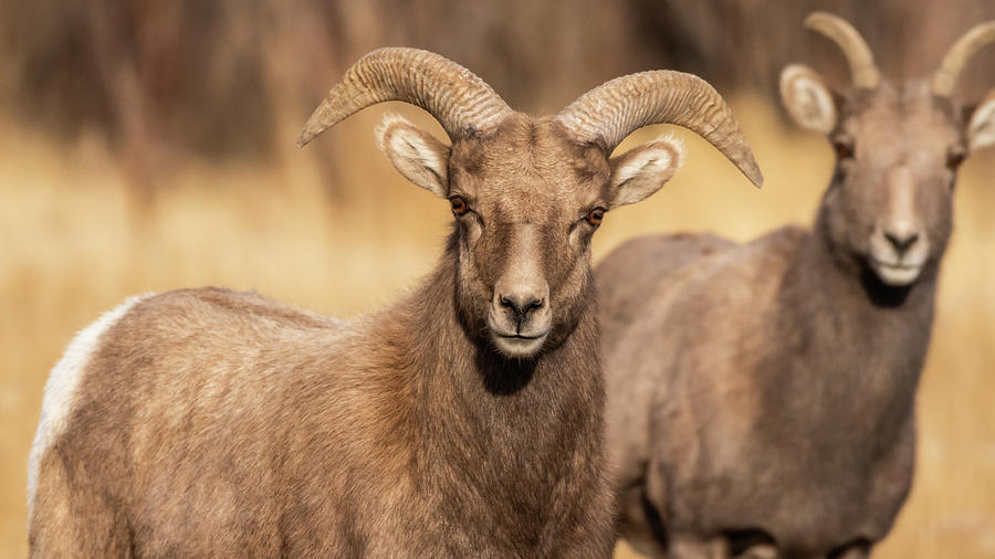 Big Horn Sheep #2 Photograph by Brenda Jacobs