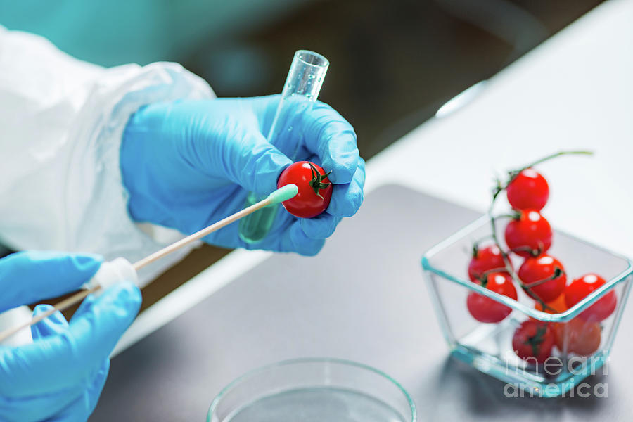 Biologist Testing Tomatoes For Pesticides #2 Photograph by Microgen Images/science Photo Library