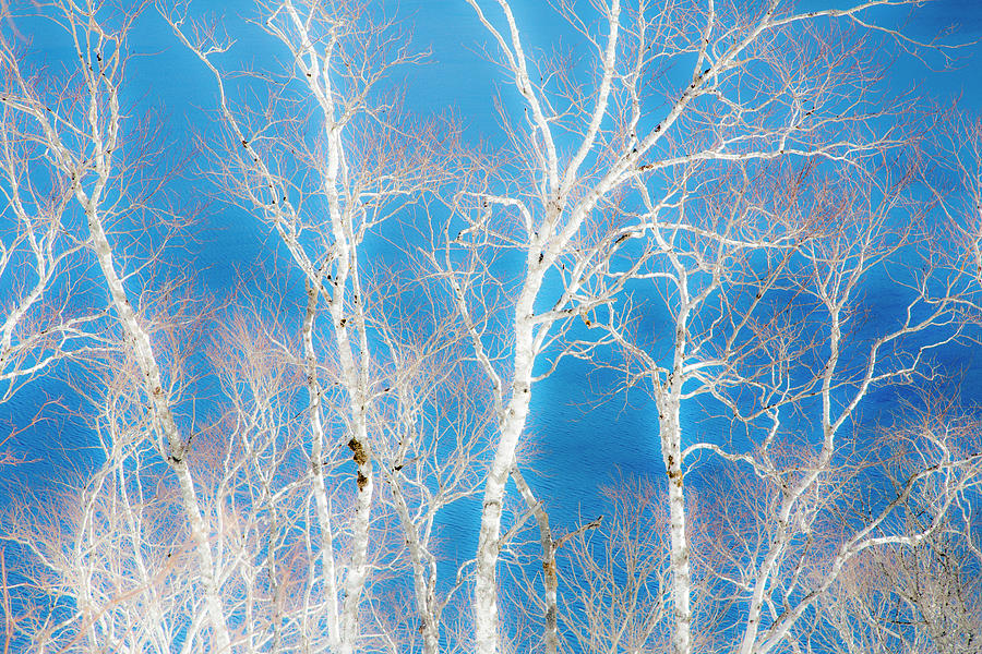 Birch Tree Photograph - Birch Trees Along The Shoreline Of Lake by Darrell Gulin Birch Tree Photograph - Birch Trees Along The Shoreline Of Lake by Darrell Gulin