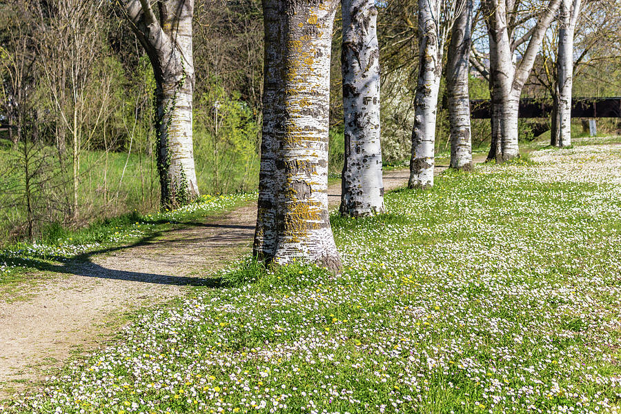 Birch trees bordering country road near field of daisies #2 Photograph by Vivida Photo PC