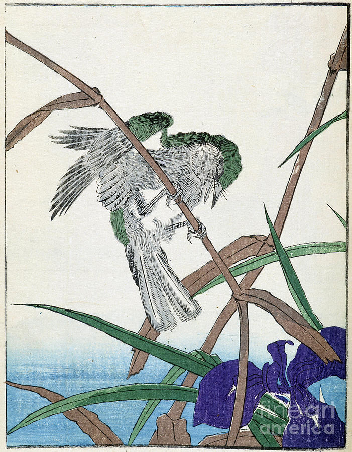 Bird On A Tree. Japanese Drawing By Kitao Kosuisai, 1827. Drawing by ...