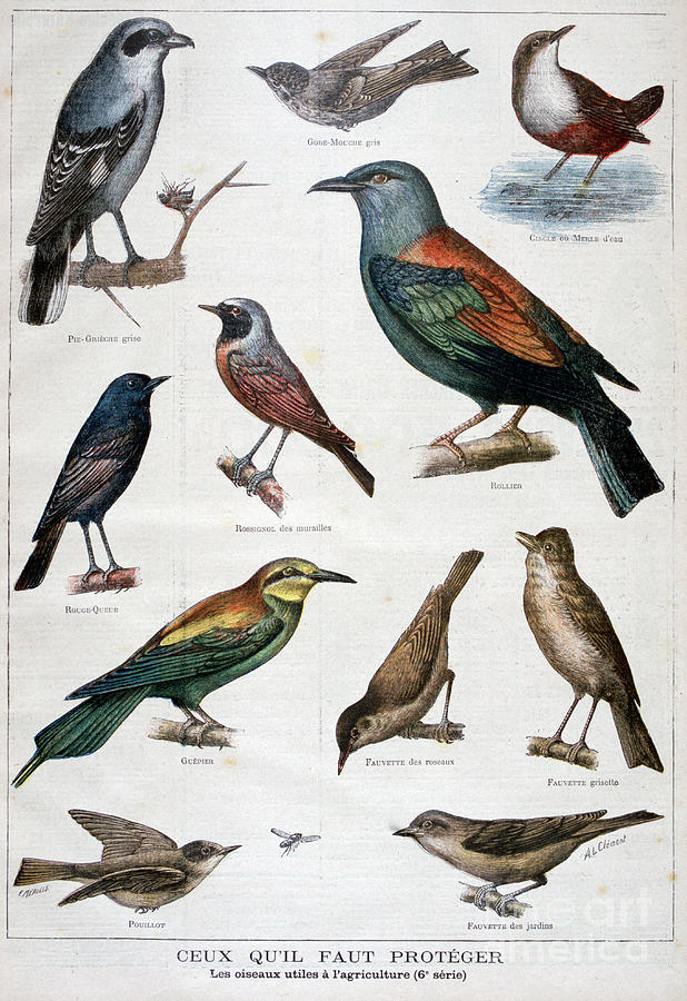 Birds That Are Protected, And Helpful #2 Drawing by Print Collector