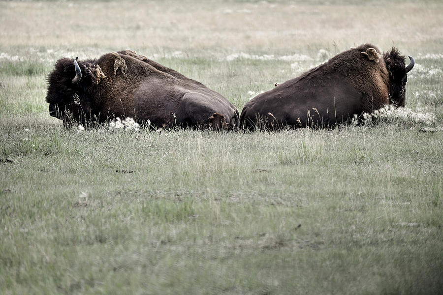 2 Bison Are Lying In The Meadow And Are Taking A Break. Yukon, Whitehorse. Canada. Photograph by Myriam Brunner
