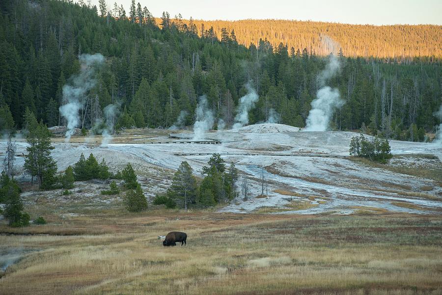 Bison Grazing, Yellowstone Np, Wy #2 Digital Art by Heeb Photos