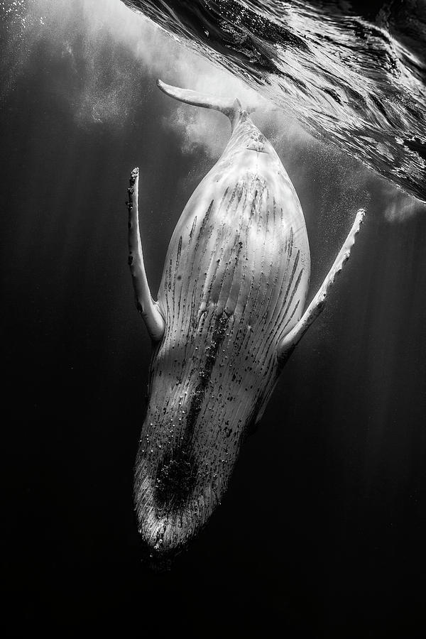 Wildlife Photograph - Black & Whale #2 by Barathieu Gabriel
