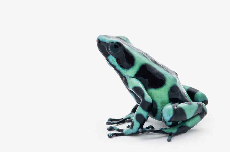 Black And Green Poison Dart Frog Photograph by Design Pics / Corey Hochachka