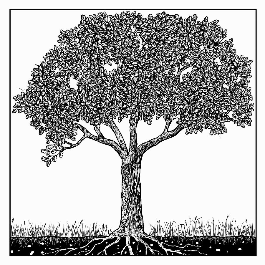 Black And White Drawing Of Tree #2 Photograph by Ikon Images