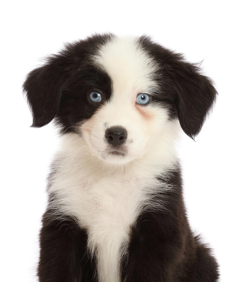 Dog Black And White Mini American Shepherd Puppy Looking Up Photo Wp43808