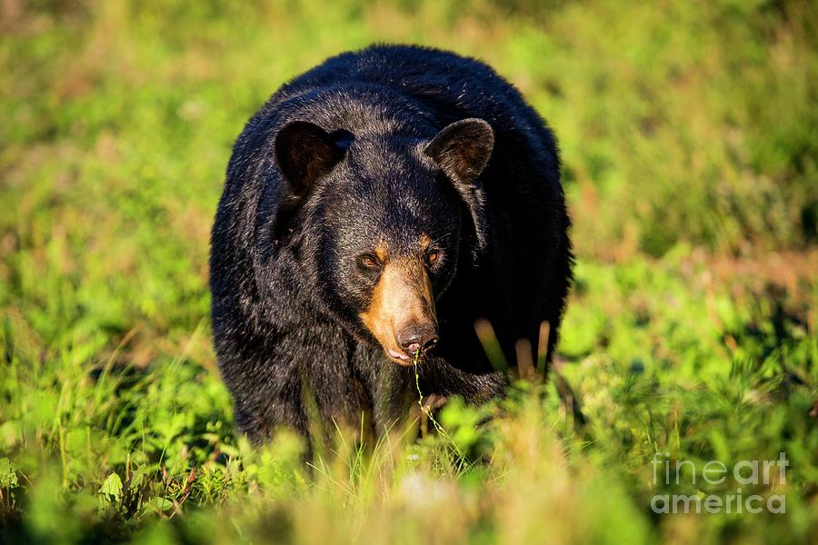 Animal Photograph - Black Bear Preparing For Hibernation #2 by Paul Williams/science Photo Library