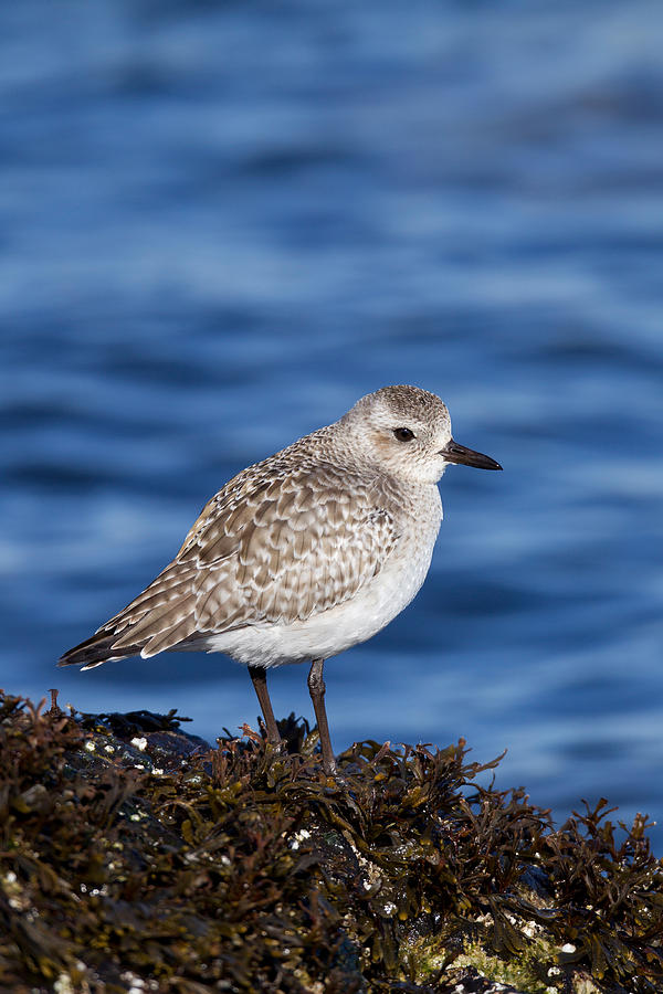 Black-bellied Plover #2 Photograph by James Zipp