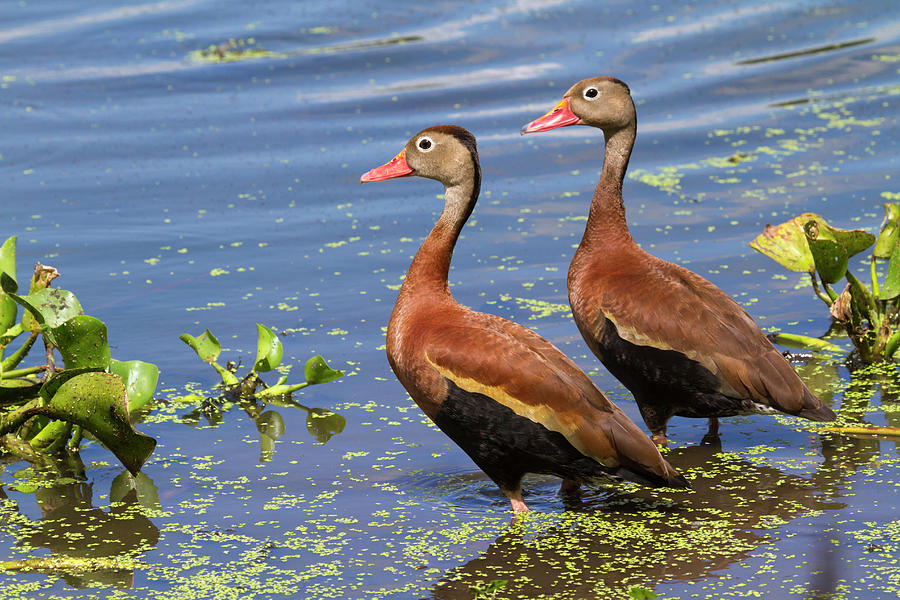 Duck Photograph - Black-bellied Whistling Ducks #2 by Ivan Kuzmin