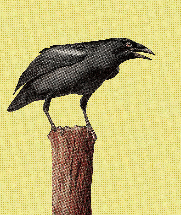 Blackbird Drawing - Black Bird #2 by CSA Images