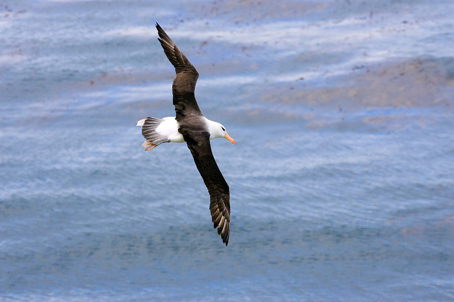 Black-browed Albatross #2 Photograph by David Hosking