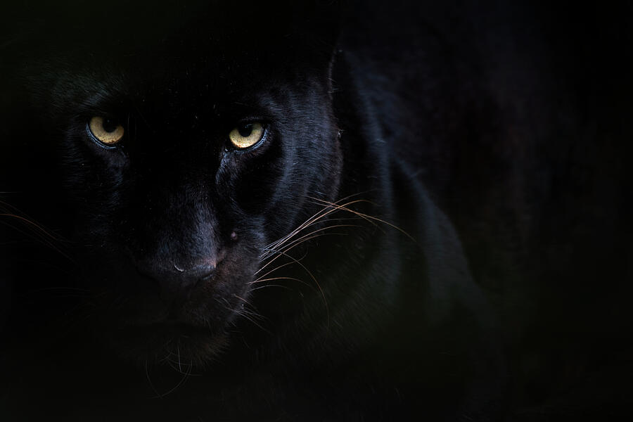 Black Panther / Melanistic Leopard Portrait #2 Photograph by Edwin Giesbers / Naturepl.com Black Panther / Melanistic Leopard Portrait #2 Photograph by Edwin Giesbers / Naturepl.com