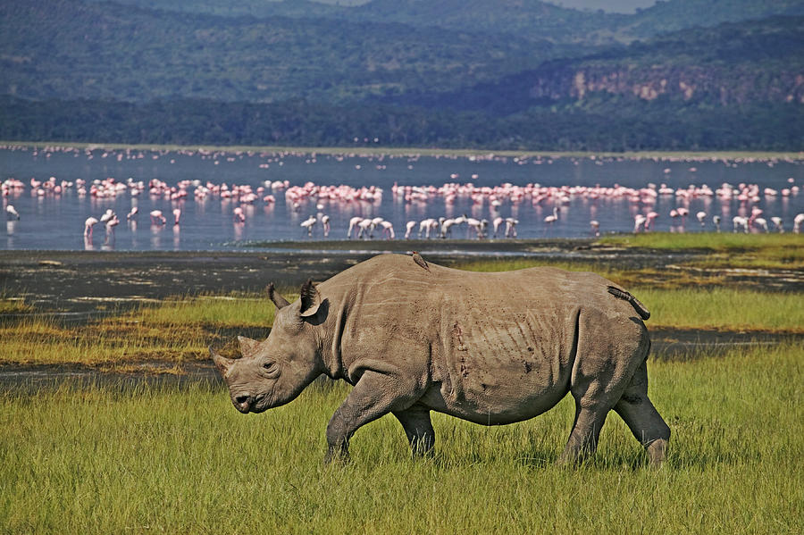 Black Rhino Sub-adult Calf Diceros Photograph by Nhpa - Pixels