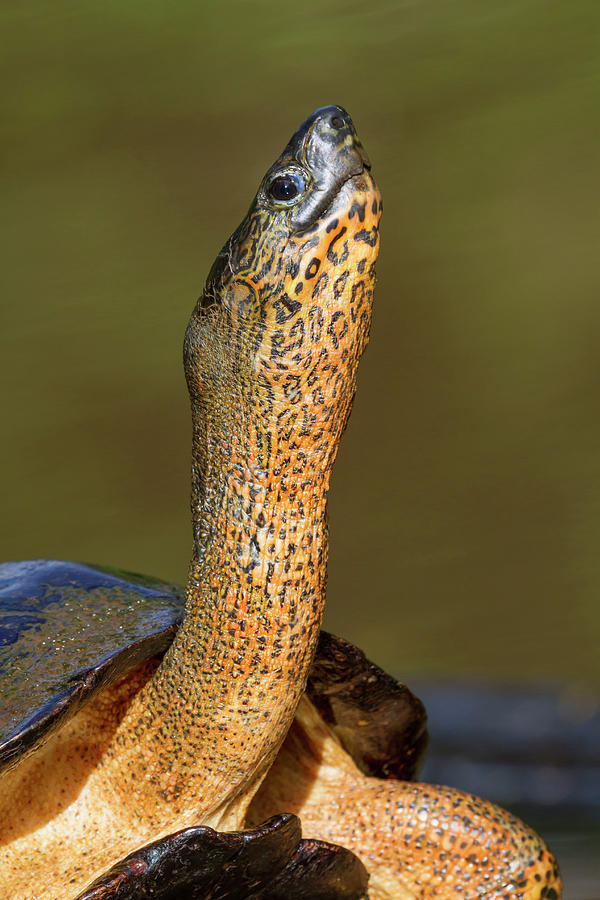 Black River Turtle #2 Photograph by Ivan Kuzmin