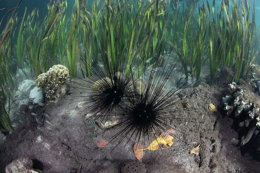 Black Spiny Urchins Feed On Algae #2 Photograph by Ethan Daniels