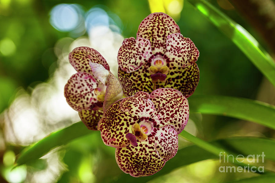 Black Spotted Vanda Orchid Flowers #2 Photograph by Raul Rodriguez