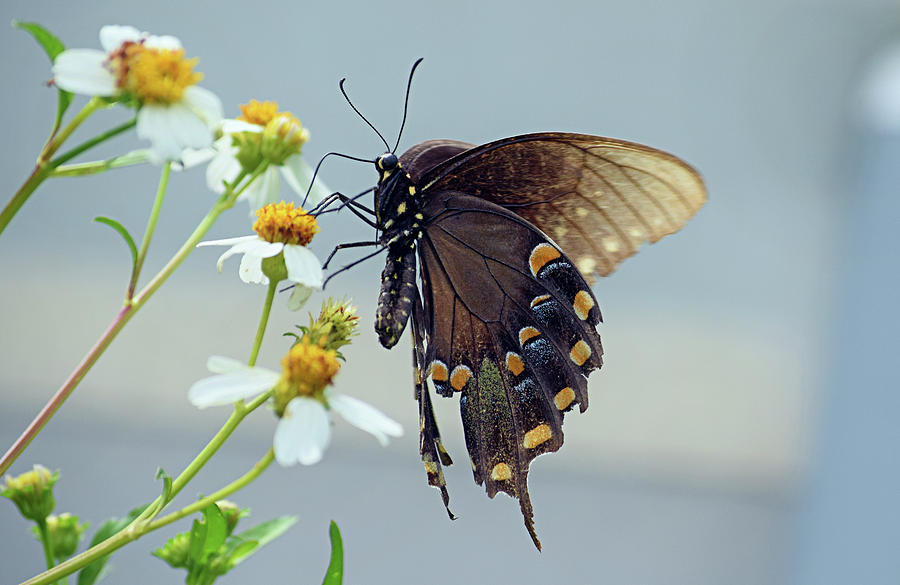 Black Swallowtail #2 Photograph by Larah McElroy