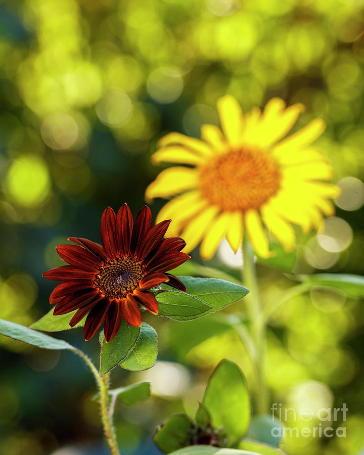 Black Velvet Sunflower #2 Photograph by Raul Rodriguez