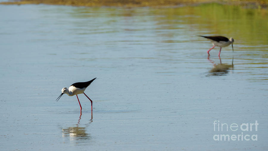 Black-winged Stilt Himantopus Himantopus #2 Photograph by Pablo Avanzini