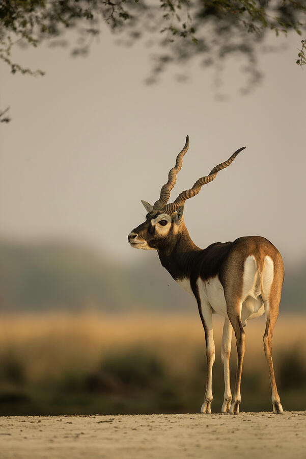 Blackbuck , Male, Tal Chhapar Wildlife Sanctuary #2 Photograph by Yashpal Rathore / Naturepl.com Blackbuck , Male, Tal Chhapar Wildlife Sanctuary #2 Photograph by Yashpal Rathore / Naturepl.com