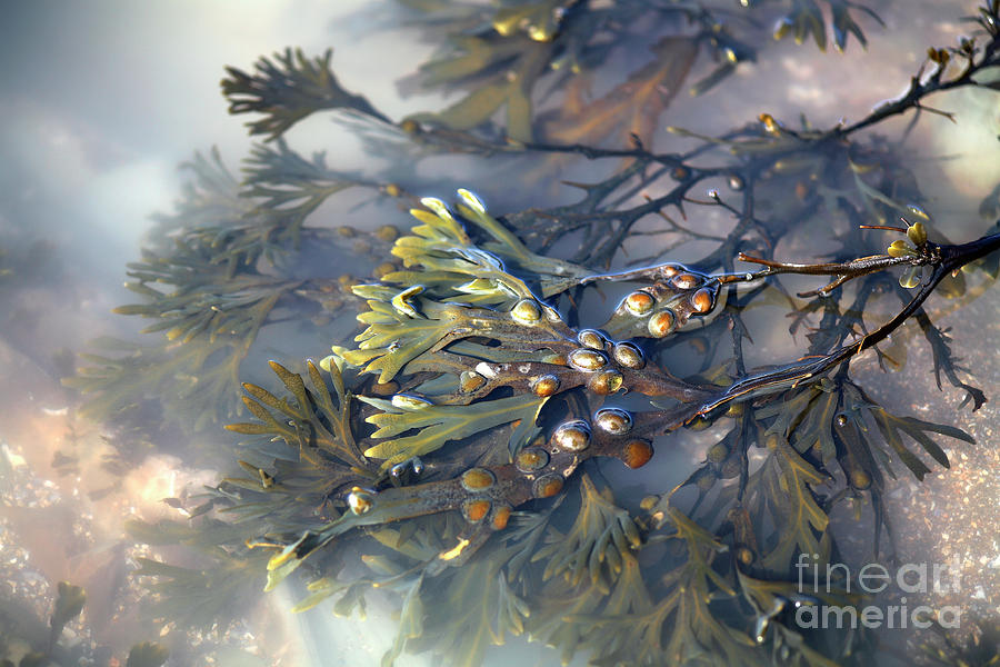 Bladder Wrack (fucus Vesiculosus) #2 Photograph by Dr Keith Wheeler/science Photo Library