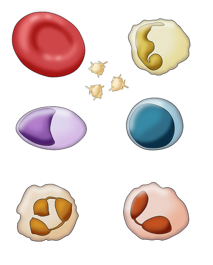 Blood Cell Types, Illustration #2 Photograph by Monica Schroeder