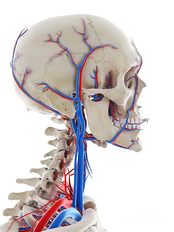 Blood Vessels Of The Head Photograph by Sebastian Kaulitzki/science ...