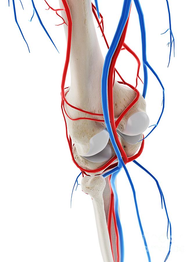 Blood Vessels Of The Knee Photograph by Sebastian Kaulitzki/science ...