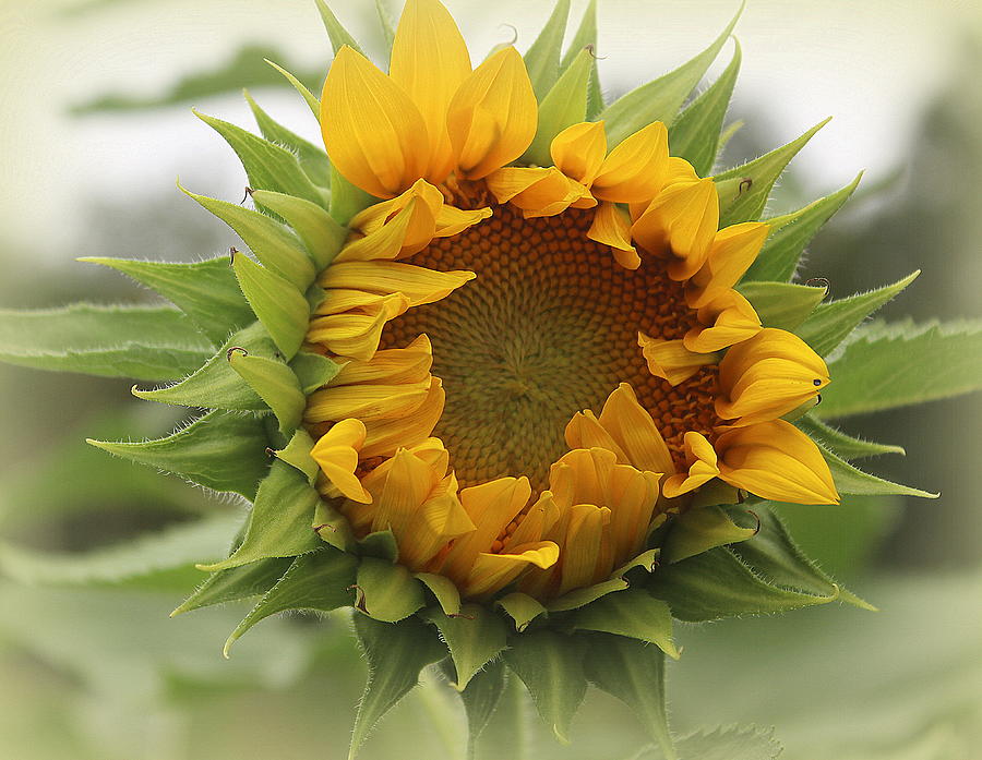 Blooming Sunflower #2 Photograph by Dora Sofia Caputo
