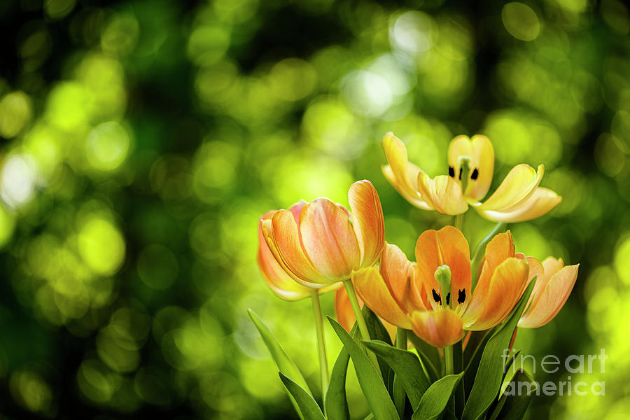Blooming Tulip Flower #4 Photograph by Raul Rodriguez