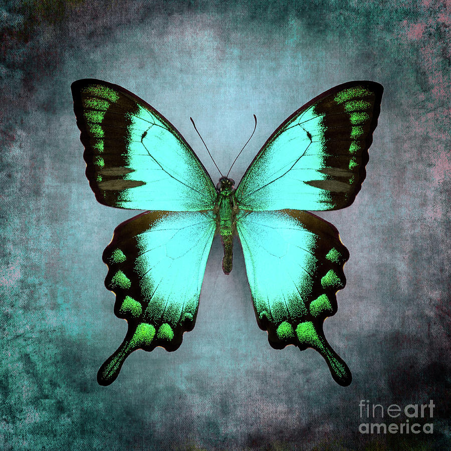 Blue Butterfly by Marco Fischer Blue Butterfly by Marco Fischer