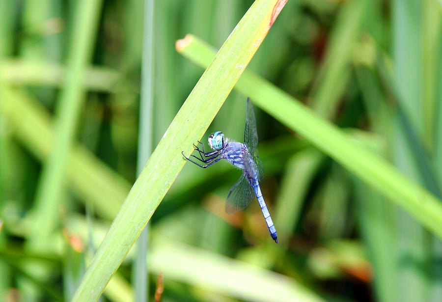 Blue Dragonfly #2 Photograph by Anthony Jones