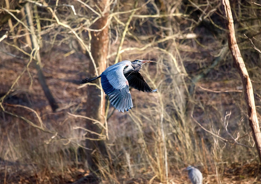 Blue Heron in Flight #2 Photograph by Deborah Penland