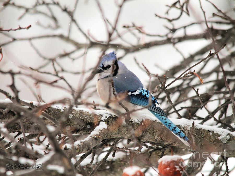 Blue Jay in Winter #2 Photograph by J McCombie
