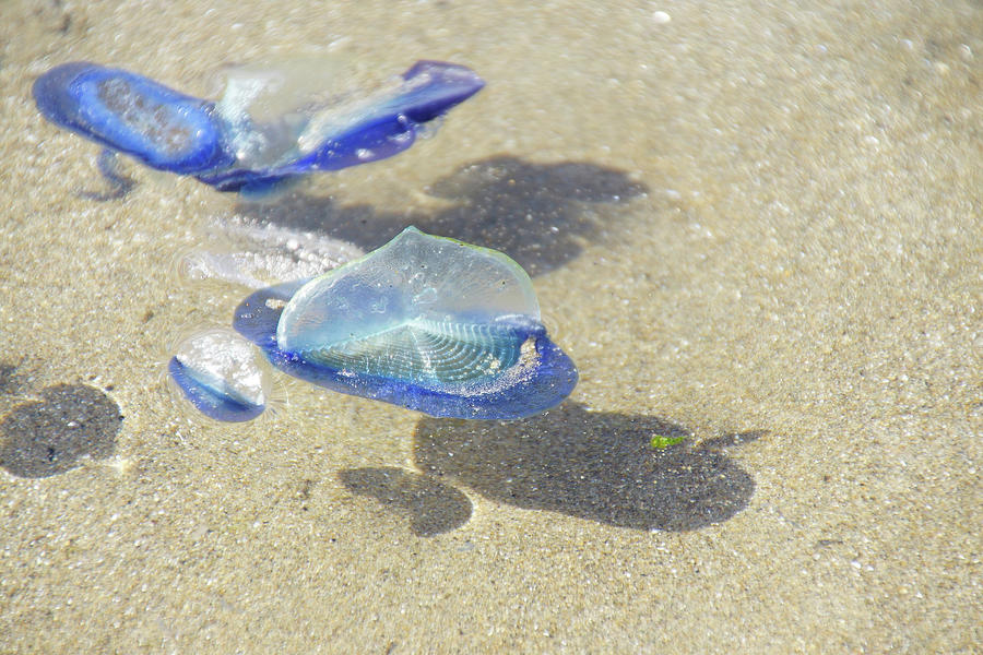 Blue jellyfish Photograph by Steve Estvanik
