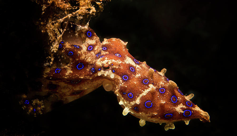 Blue-ringed Octopus Hapalochlaena #2 Photograph by Beth Watson