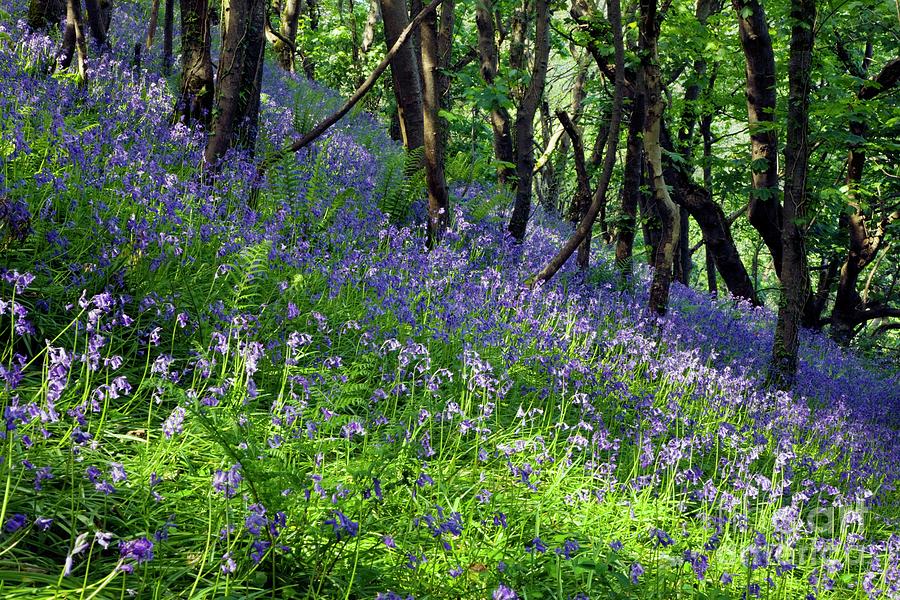 Bluebell Wood Photograph by Dr Keith Wheeler/science Photo Library ...
