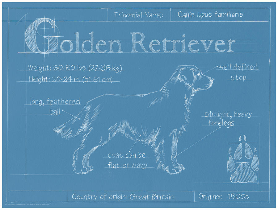 Dog Painting - Blueprint Golden Retriever #2 by Ethan Harper