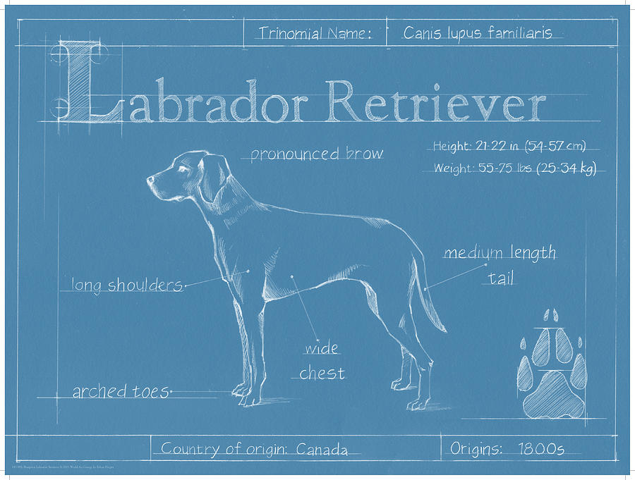 Blueprint Labrador Retriever #2 Painting by Ethan Harper